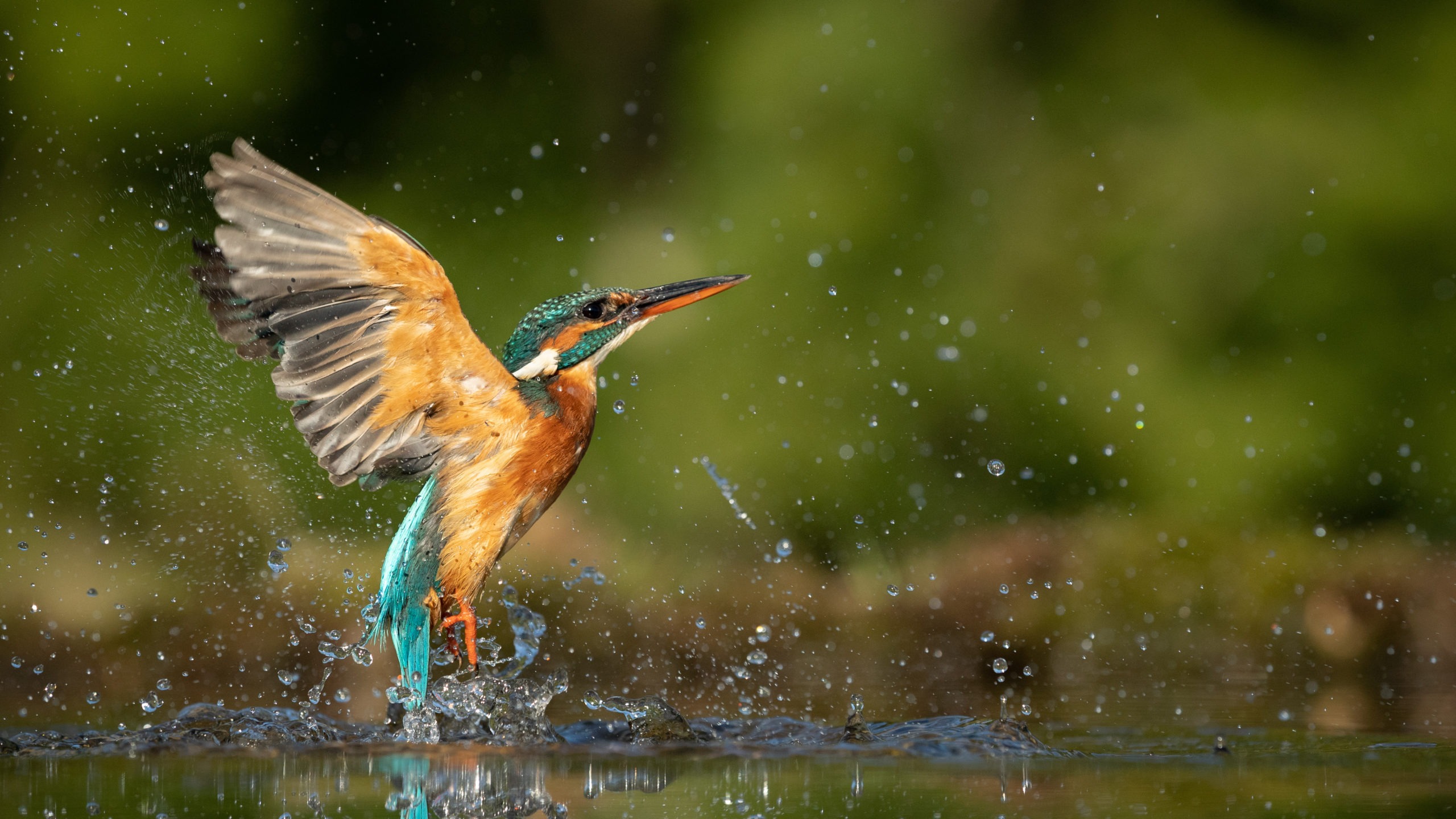 encourage wildlife and biodiversity in your local area